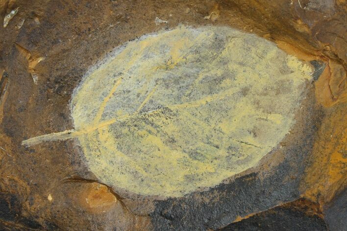 Paleocene Fossil Leaf - North Dakota #95521